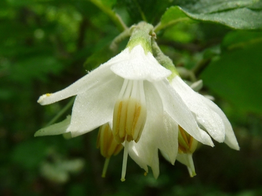 {Styrax grandifolius}